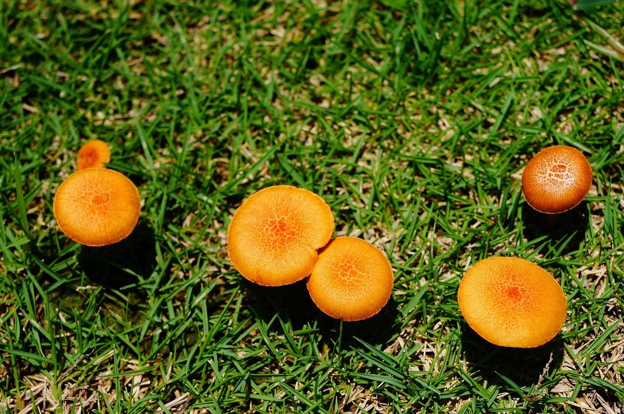 nature  fungus  autumn free photo