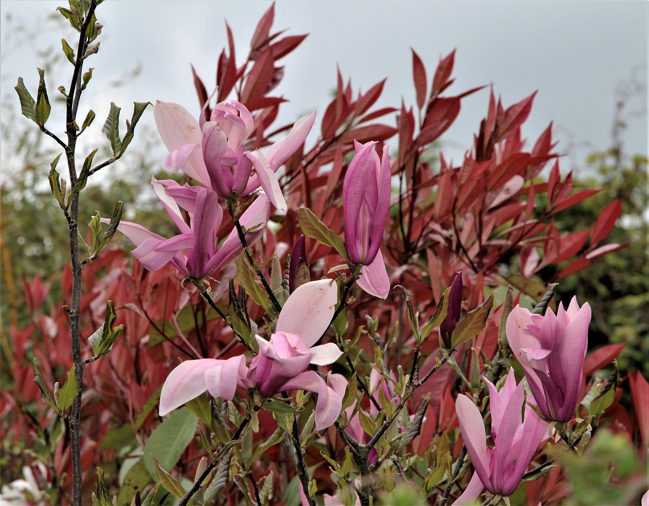 nature  flower  flora free photo