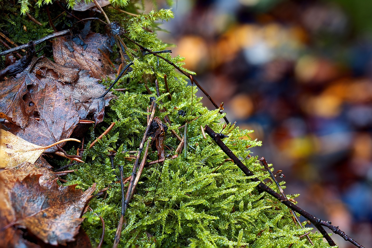 nature  leaf  wood free photo