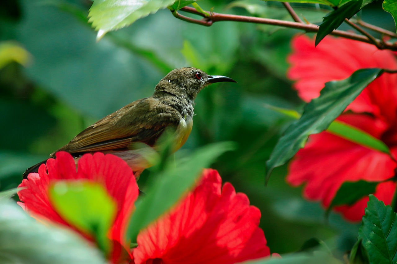 nature  flower  outdoors free photo