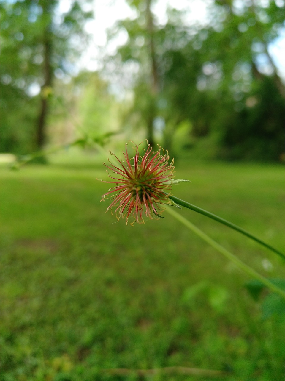 nature  grass  flora free photo