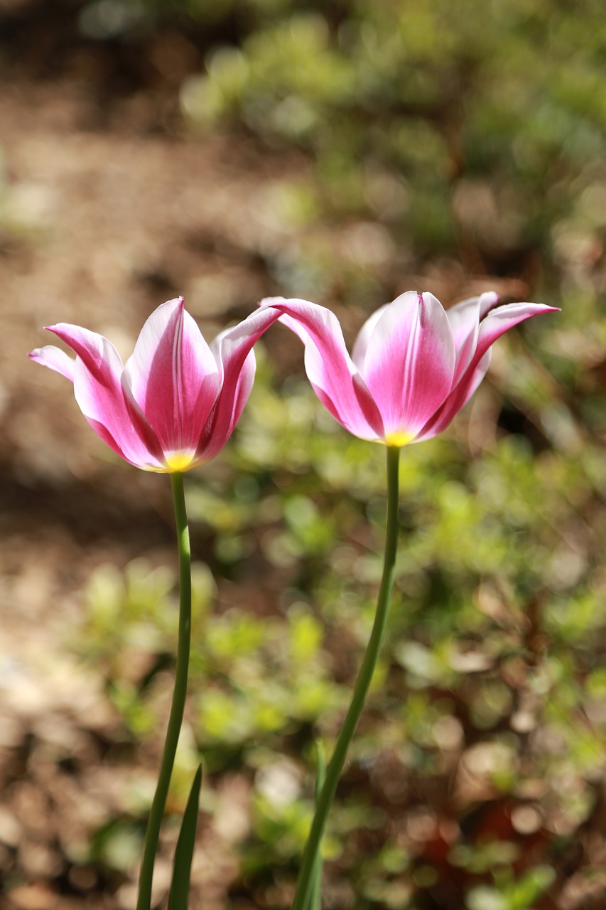 nature  plants  flowers free photo