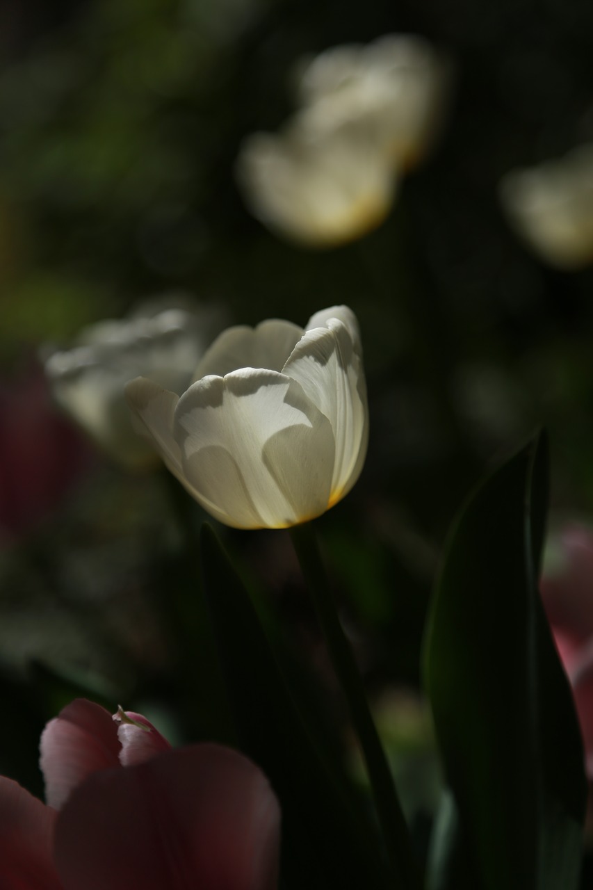 nature  plants  flowers free photo