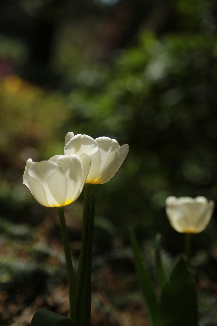 nature  plants  flowers free photo