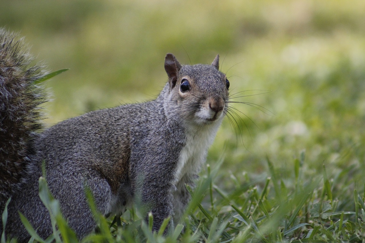 nature  animal  grass free photo