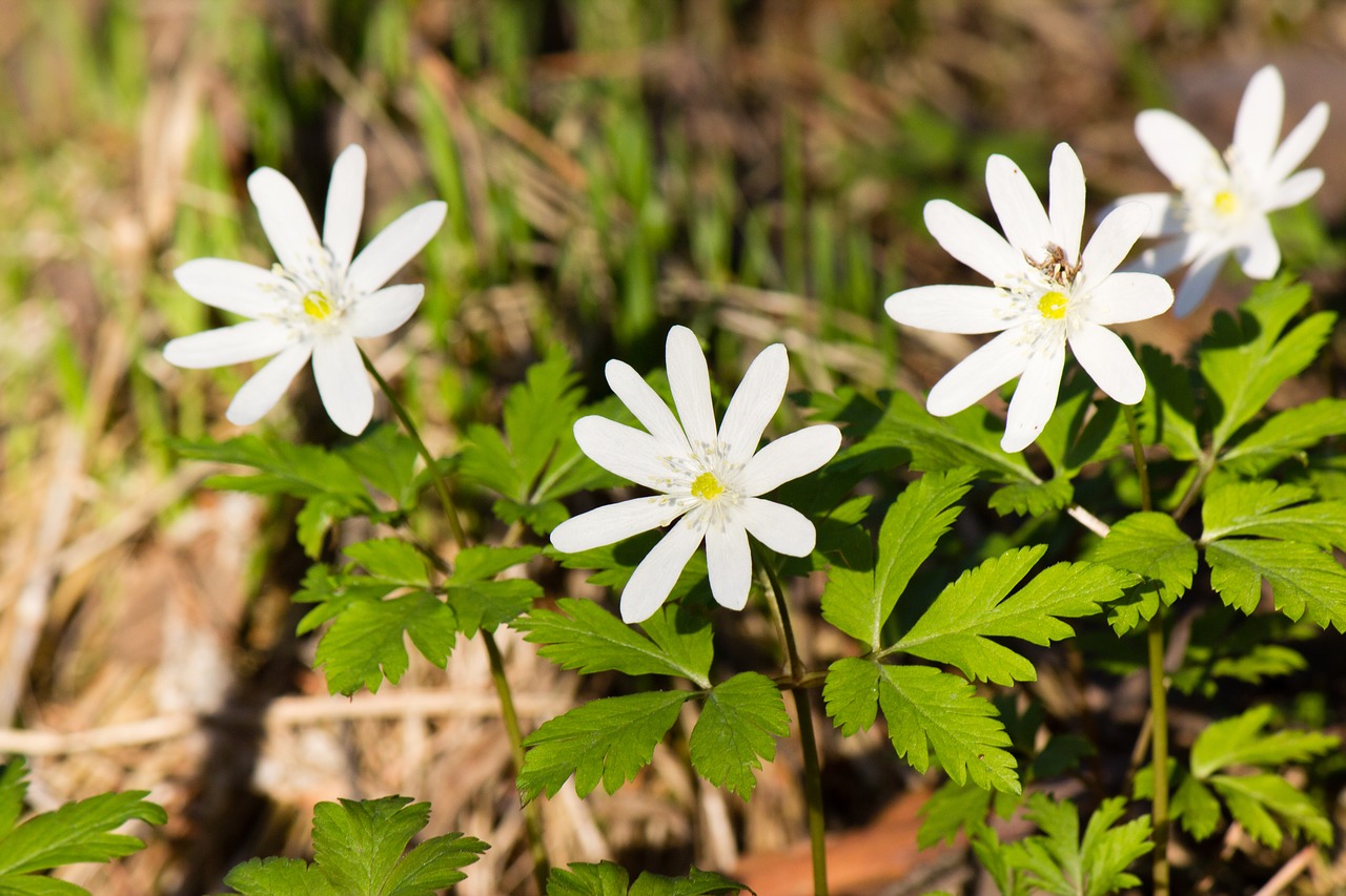 nature  plant  flower free photo