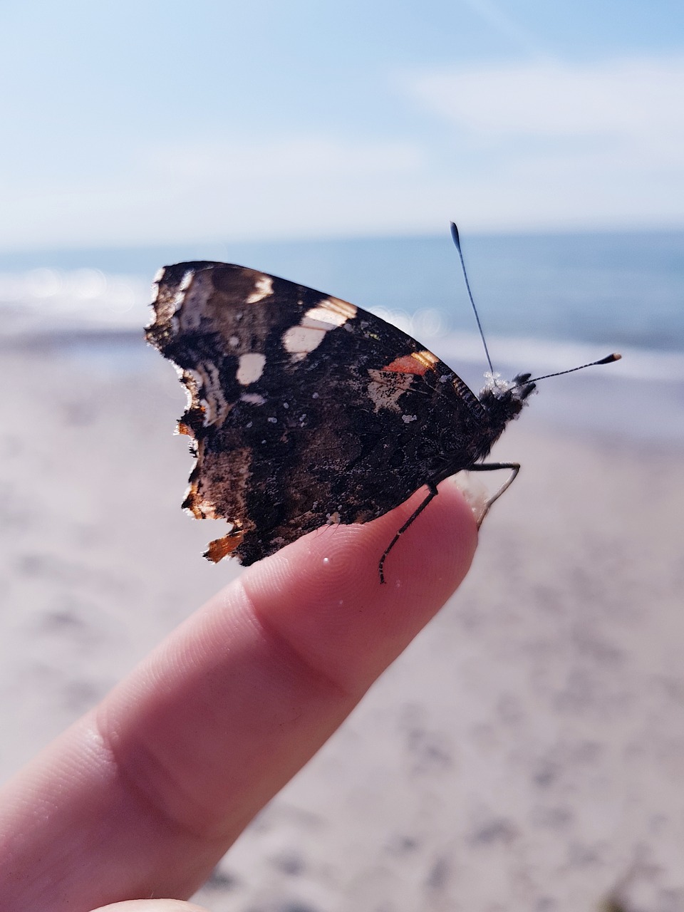 nature  butterfly  insect free photo