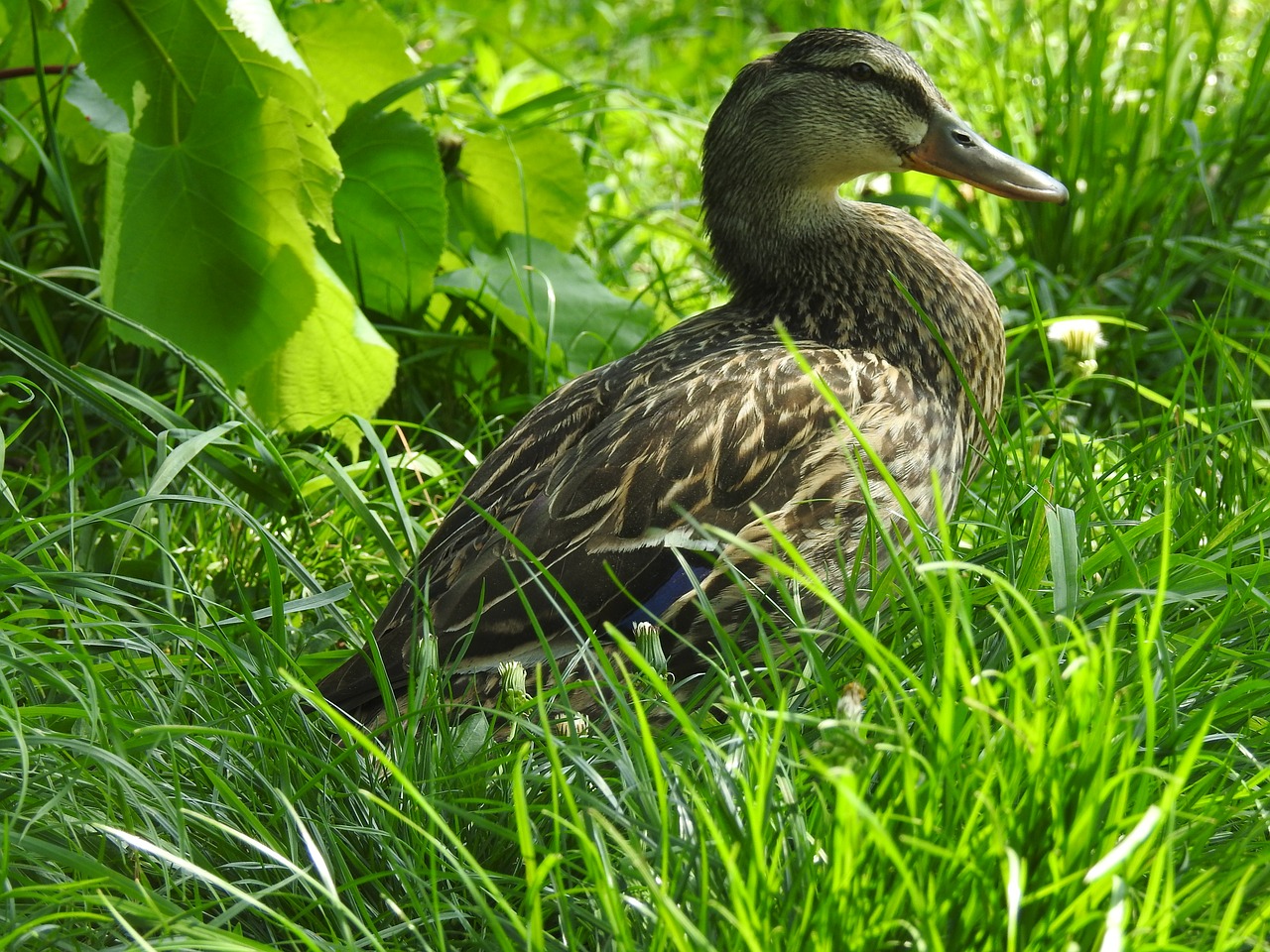 nature  birds  lawn free photo