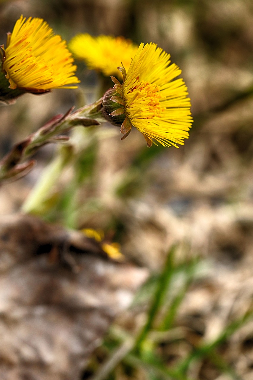 nature  flora  outdoors free photo