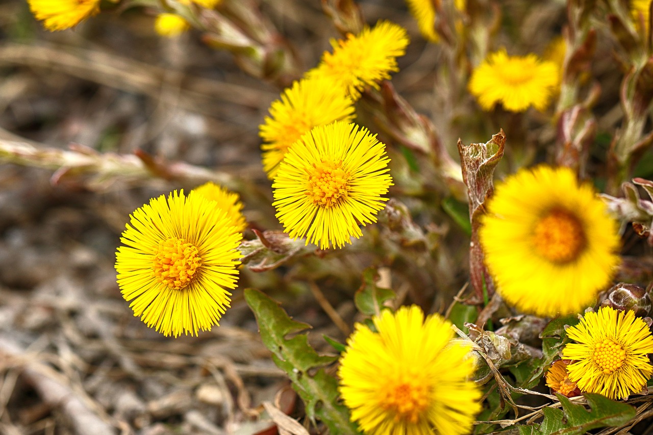 nature  flora  flower free photo