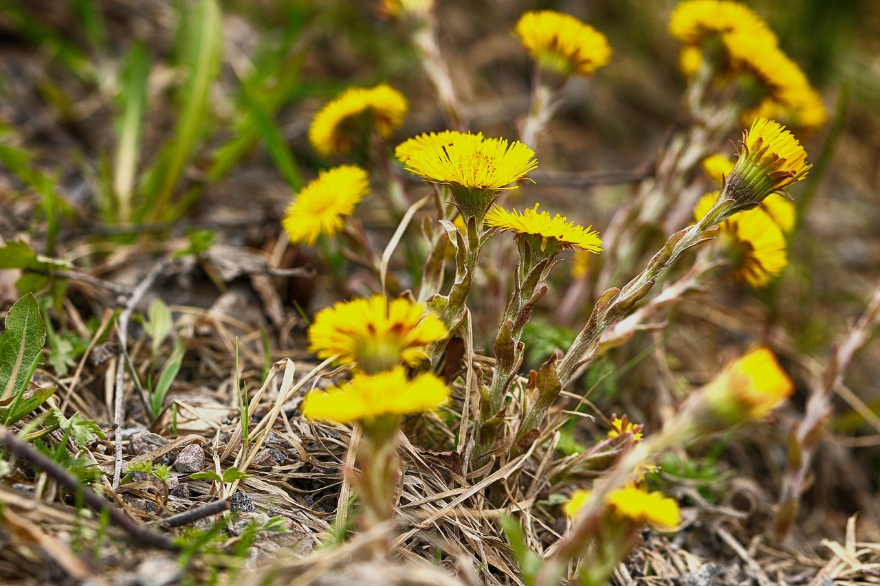 nature  flora  flower free photo