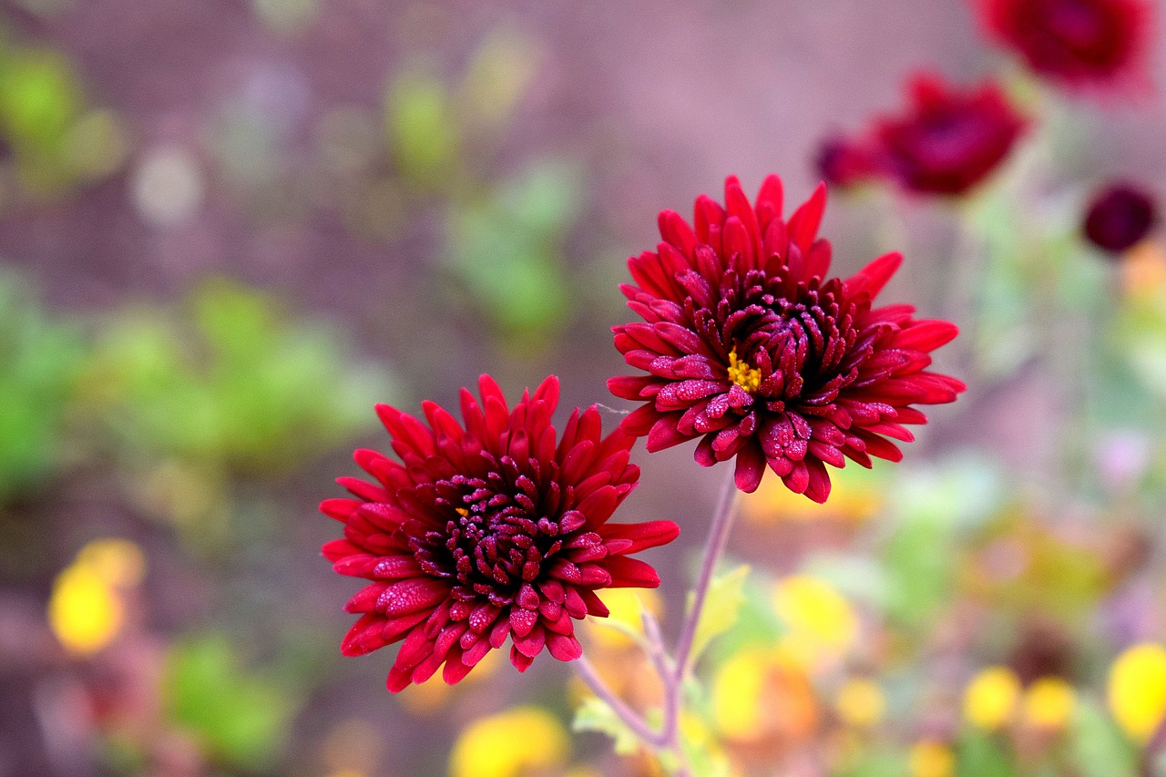 nature  flower  flora free photo