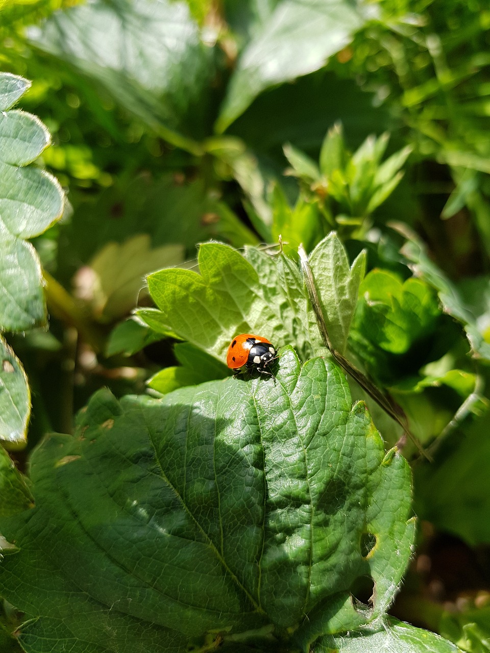 nature  leaf  outdoors free photo