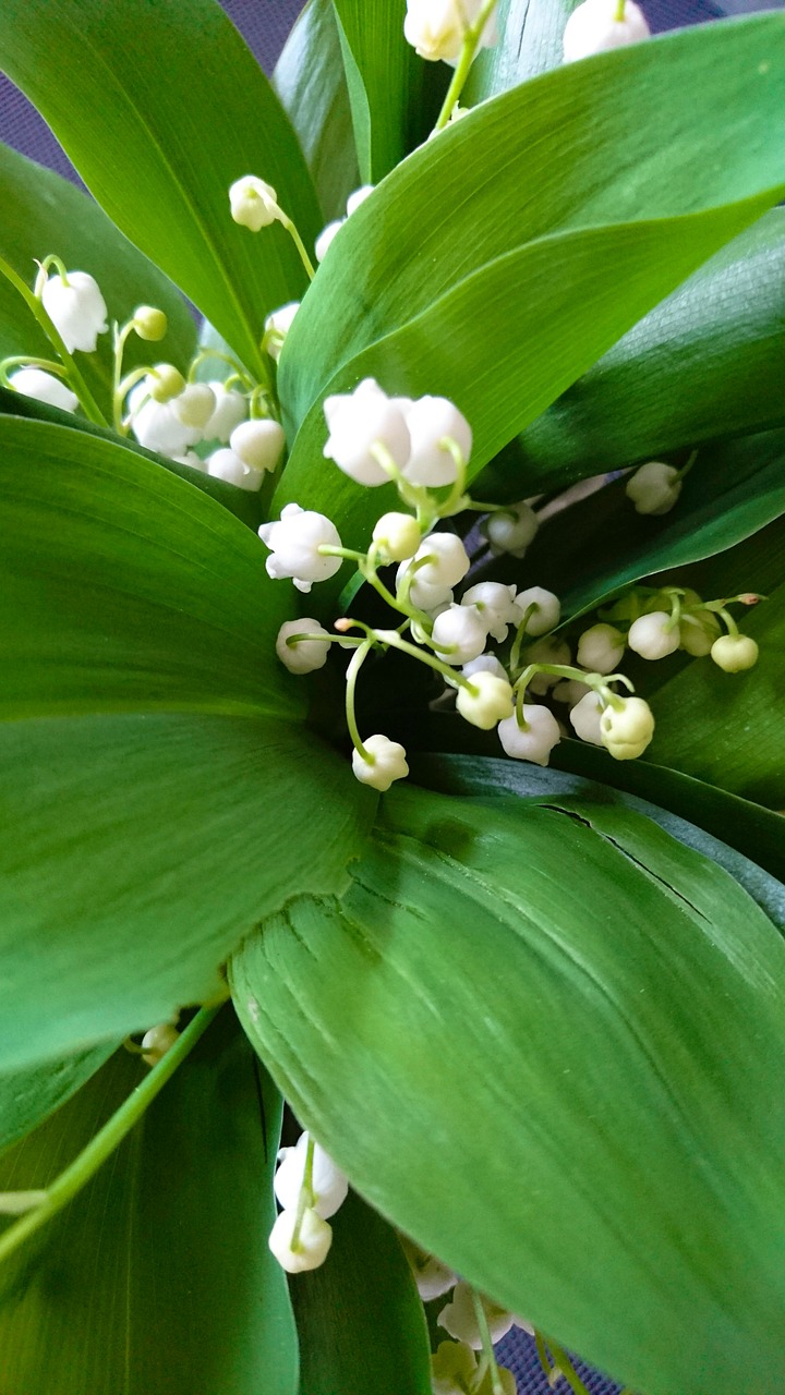 nature  leaf  plant free photo