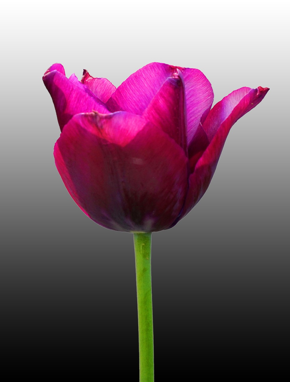 nature  flower  tulip free photo