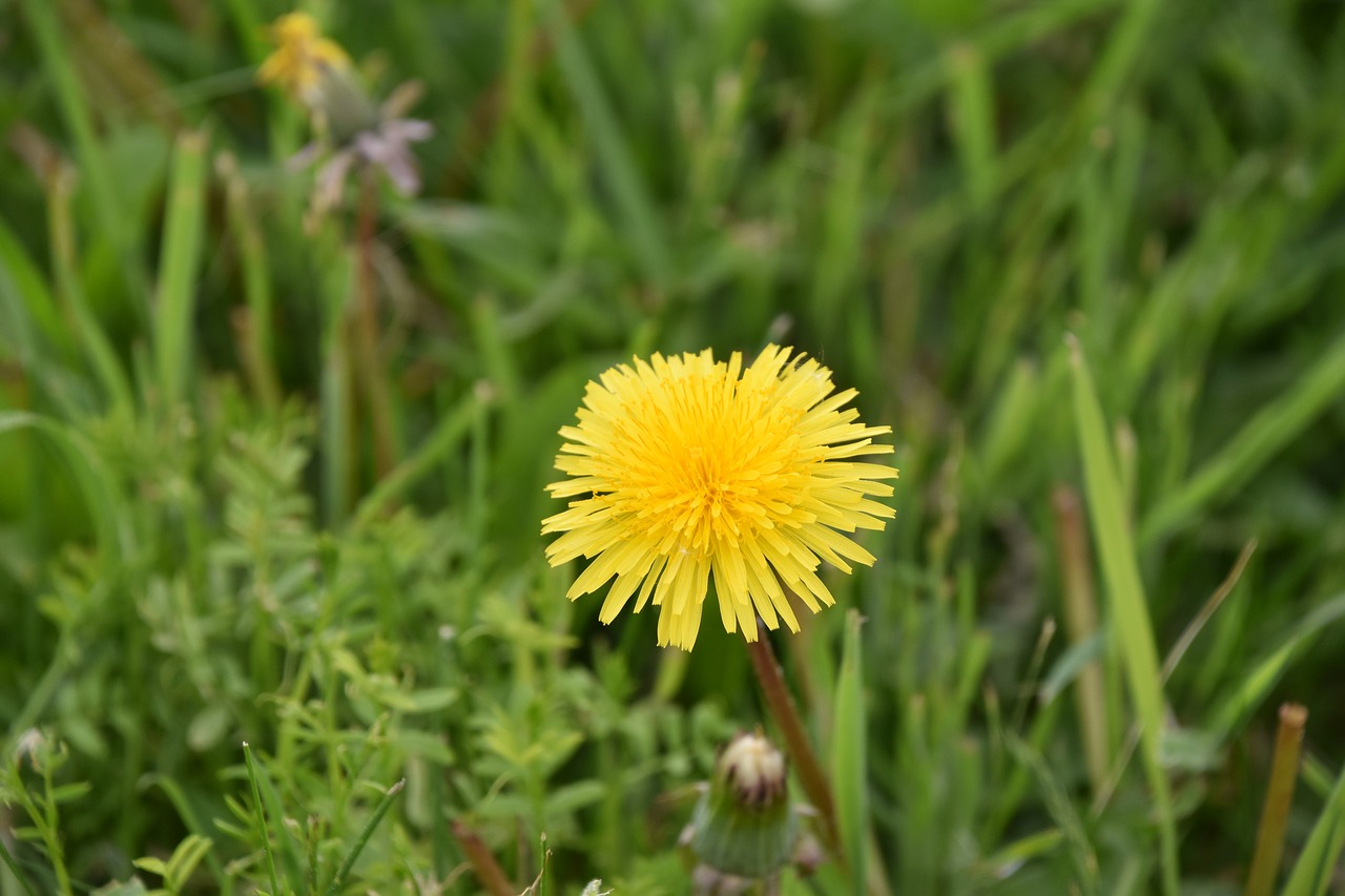 nature  lawn  plant free photo