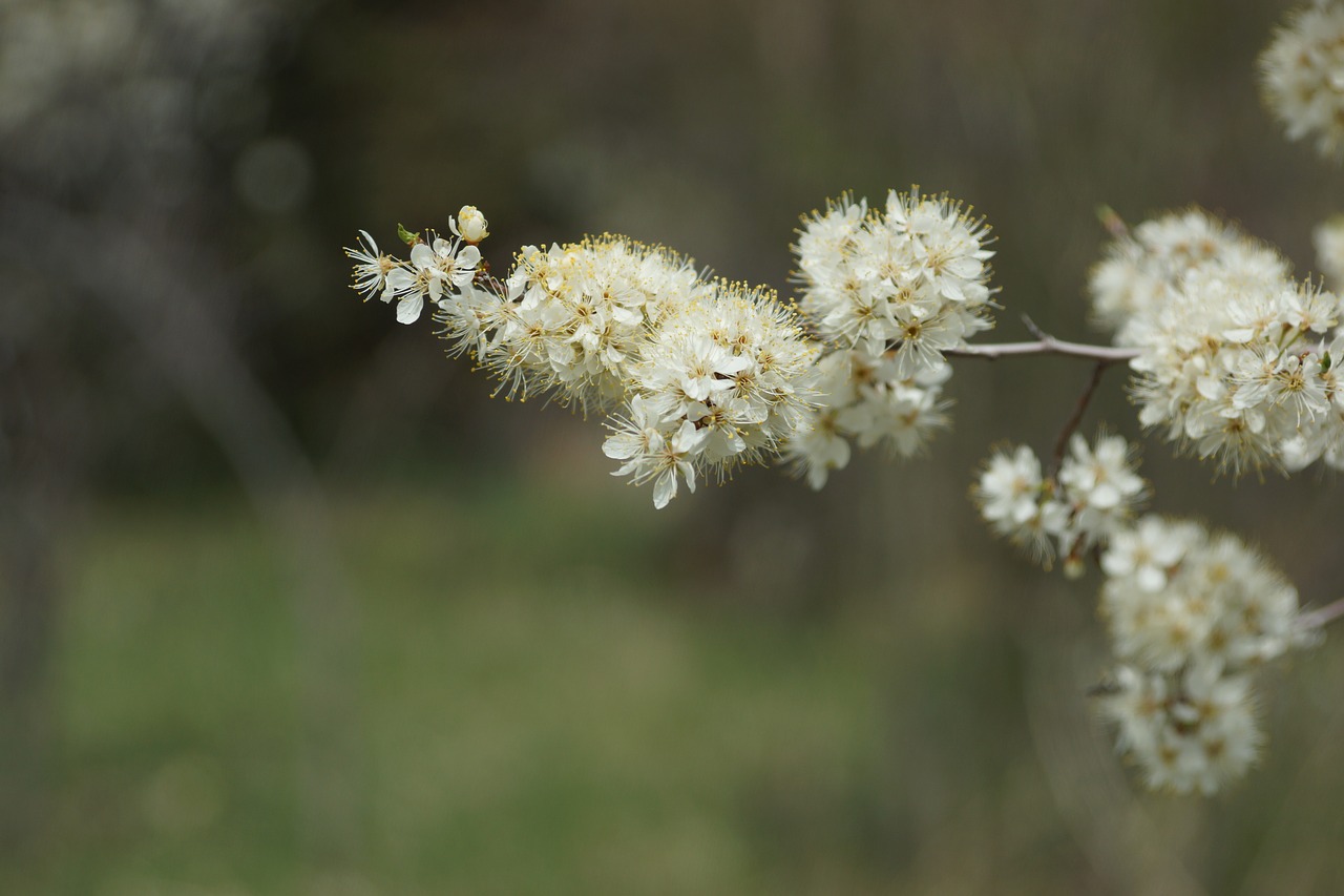 nature  flower  flora free photo