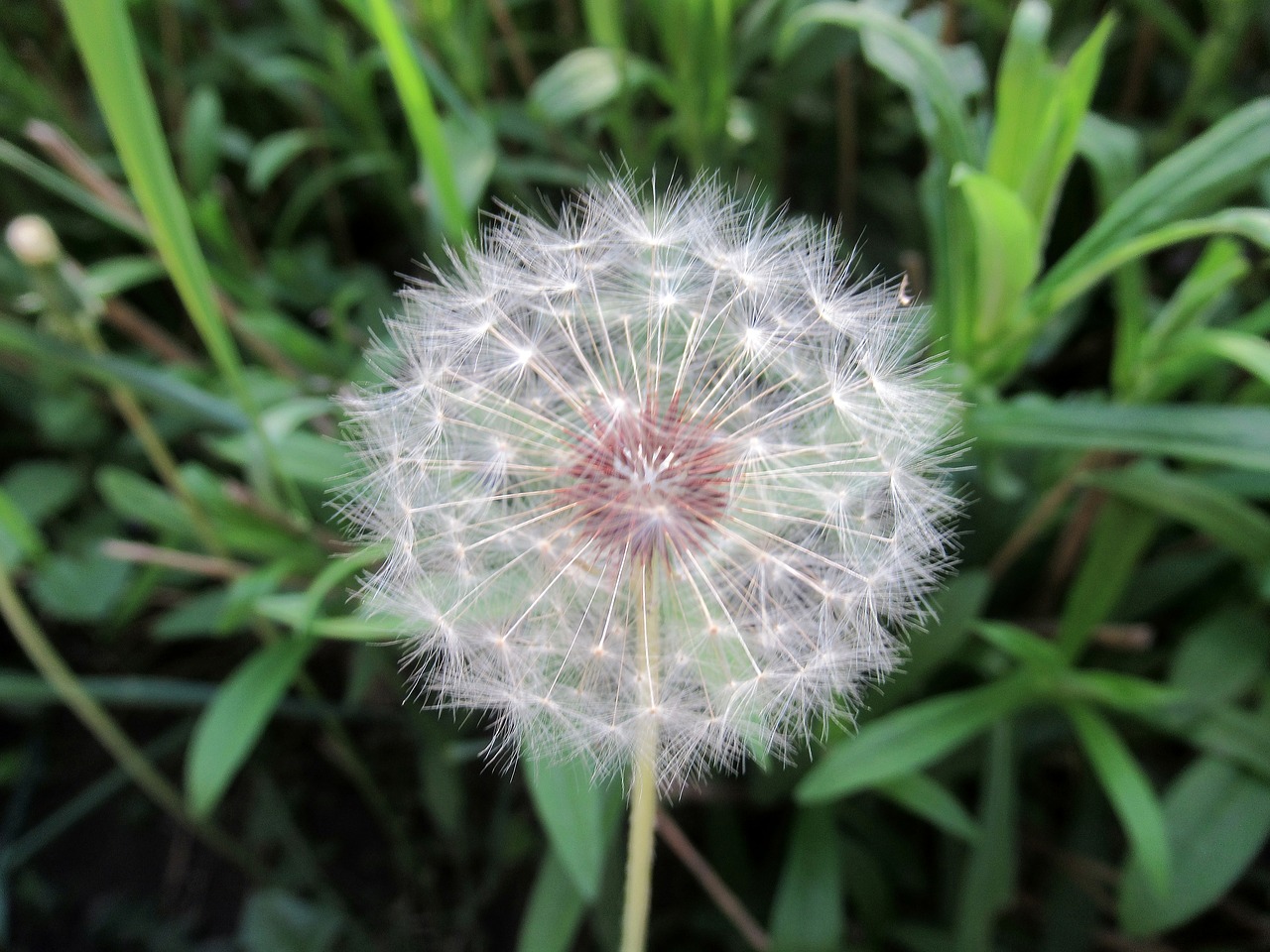 nature  plant  summer free photo