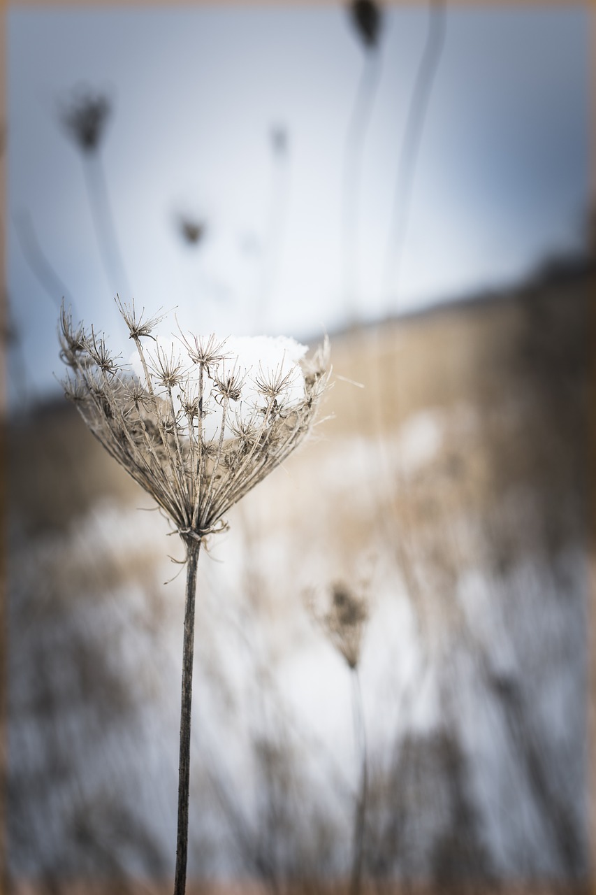 nature  outdoors  winter free photo