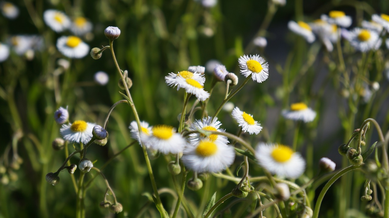 nature  flora  flower free photo