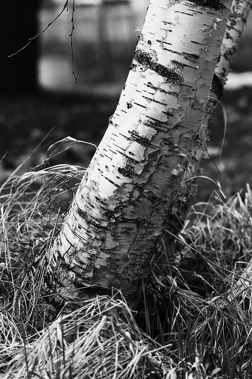 nature  tree  outdoors free photo