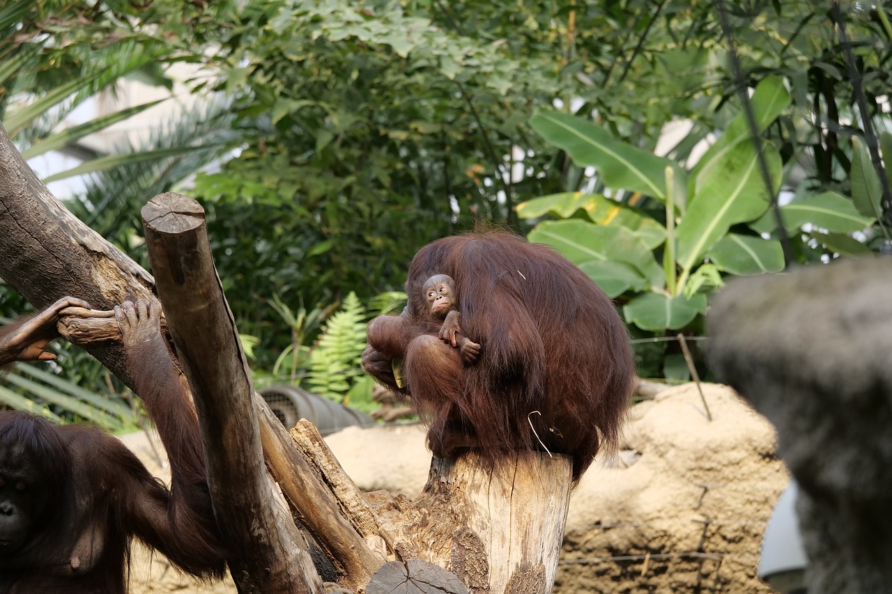 nature  orang-utan  orang-utan-baby free photo