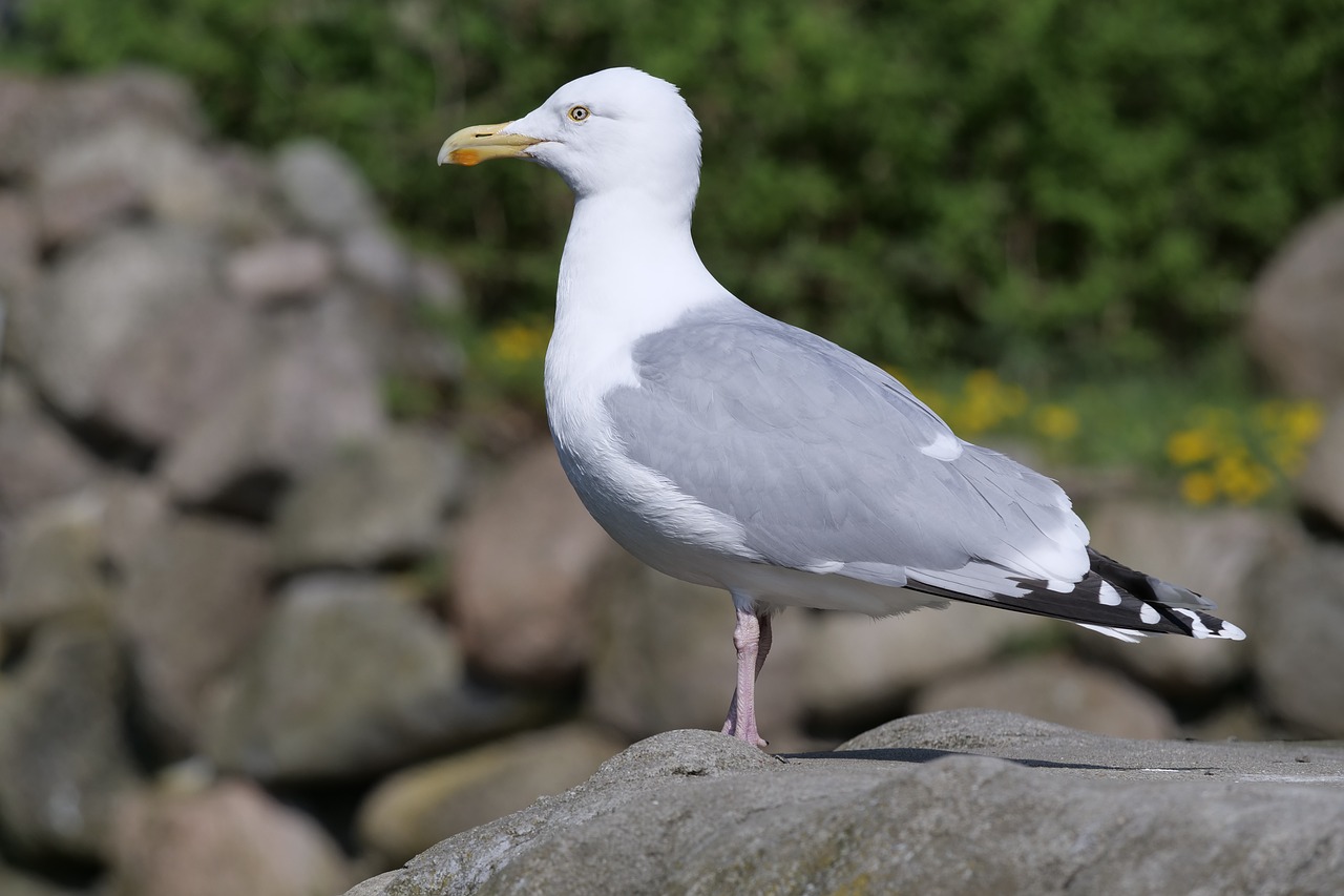 nature  bird  gull free photo