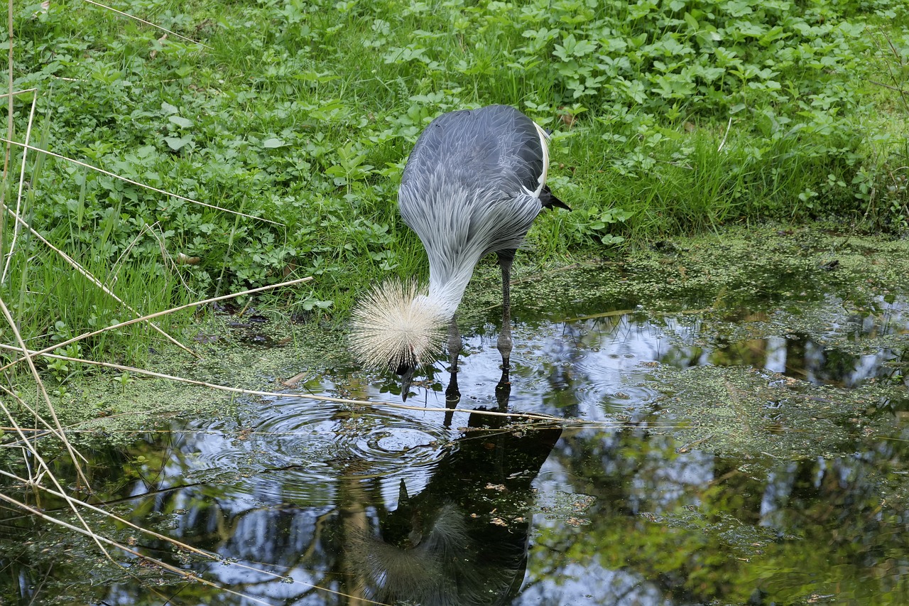 nature  waters  grey neck king crane free photo