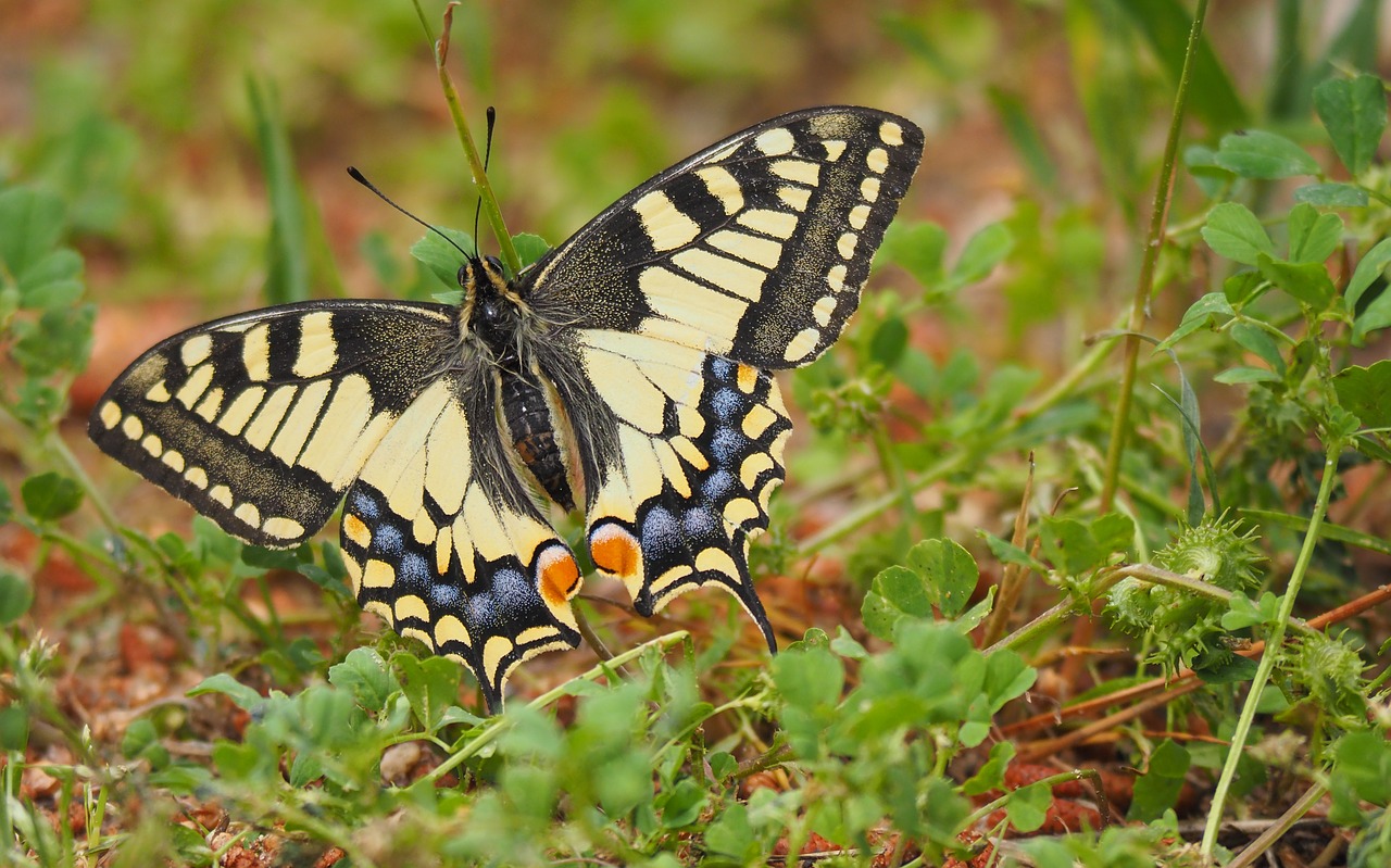 nature  butterfly  close up free photo