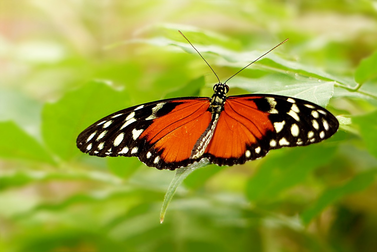 nature  insect  butterfly free photo