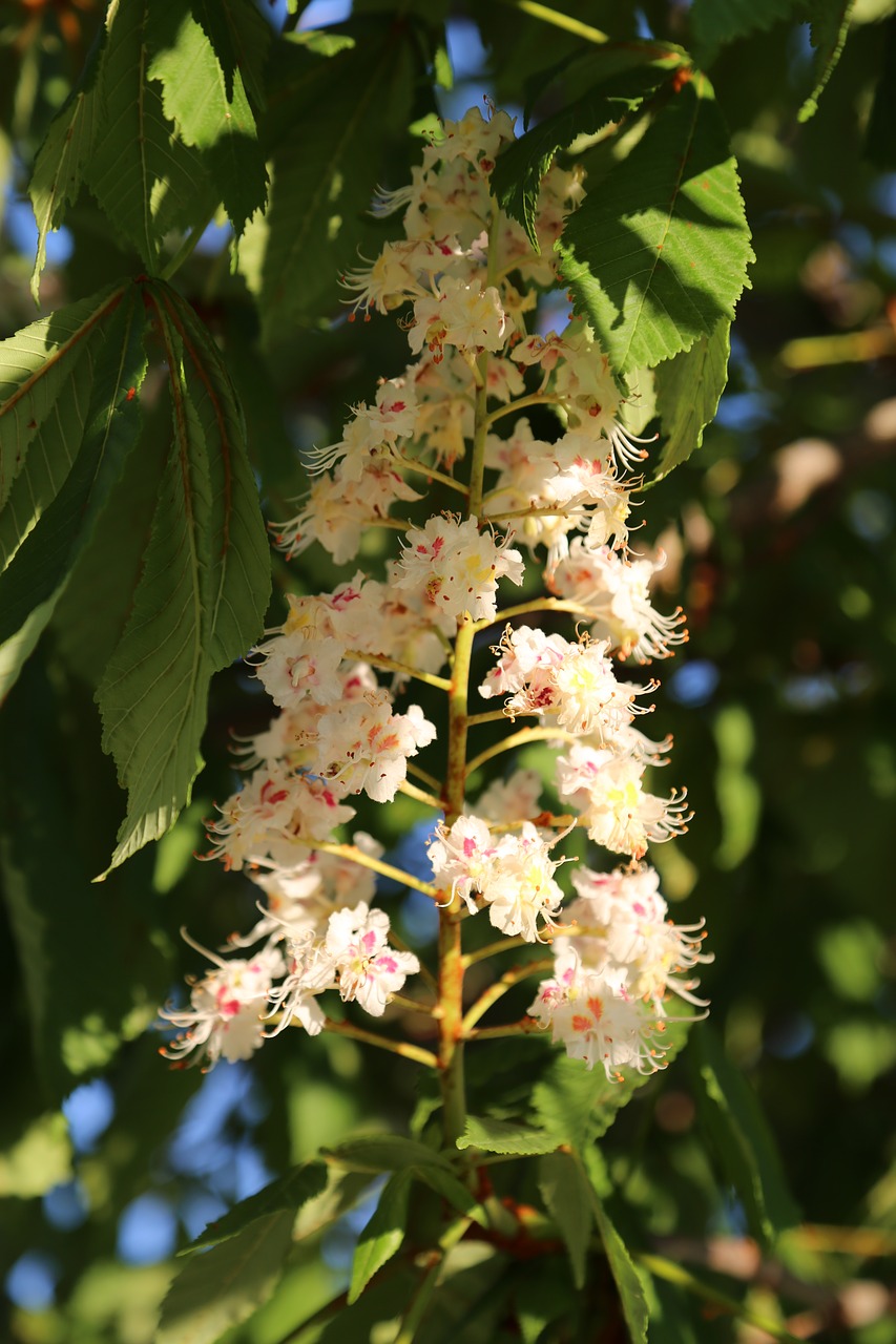 nature  plant  tree free photo