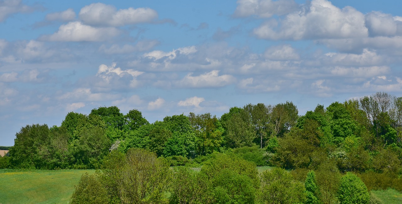 nature  panorama  tree free photo