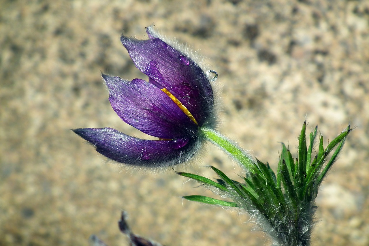 nature  flower  sasanka free photo