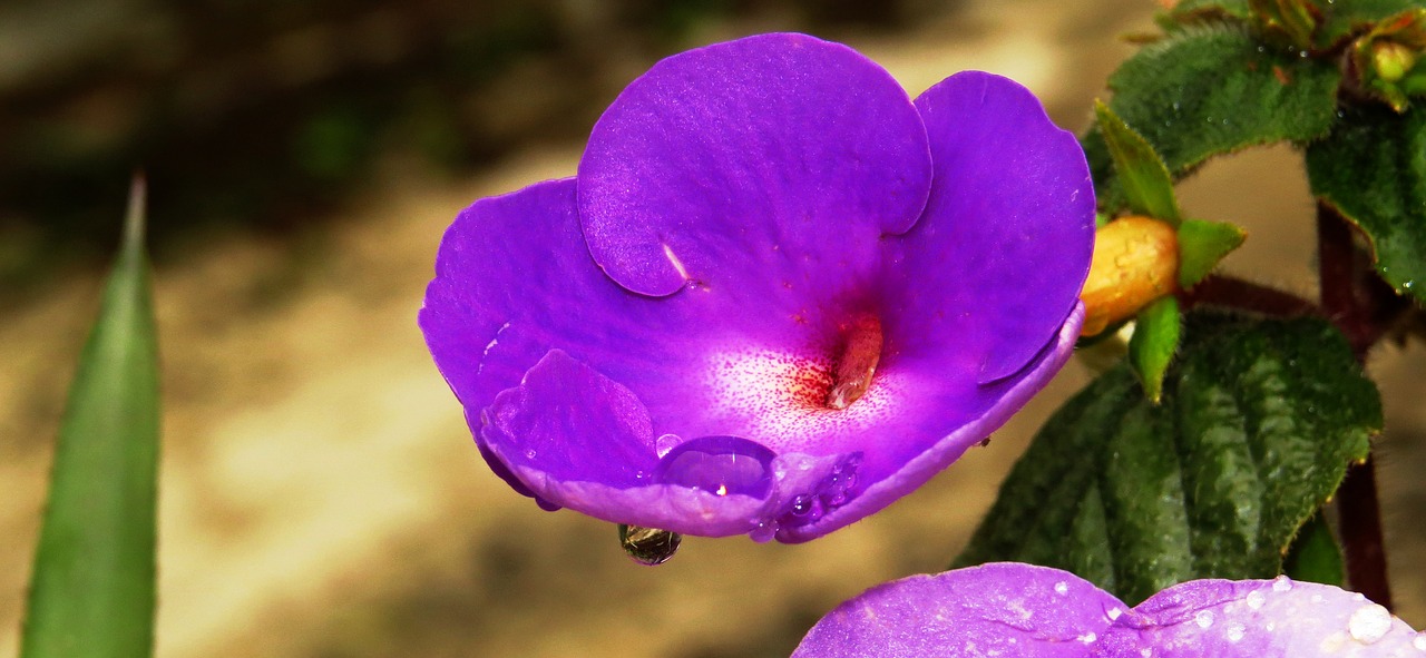 nature  flower  plant free photo