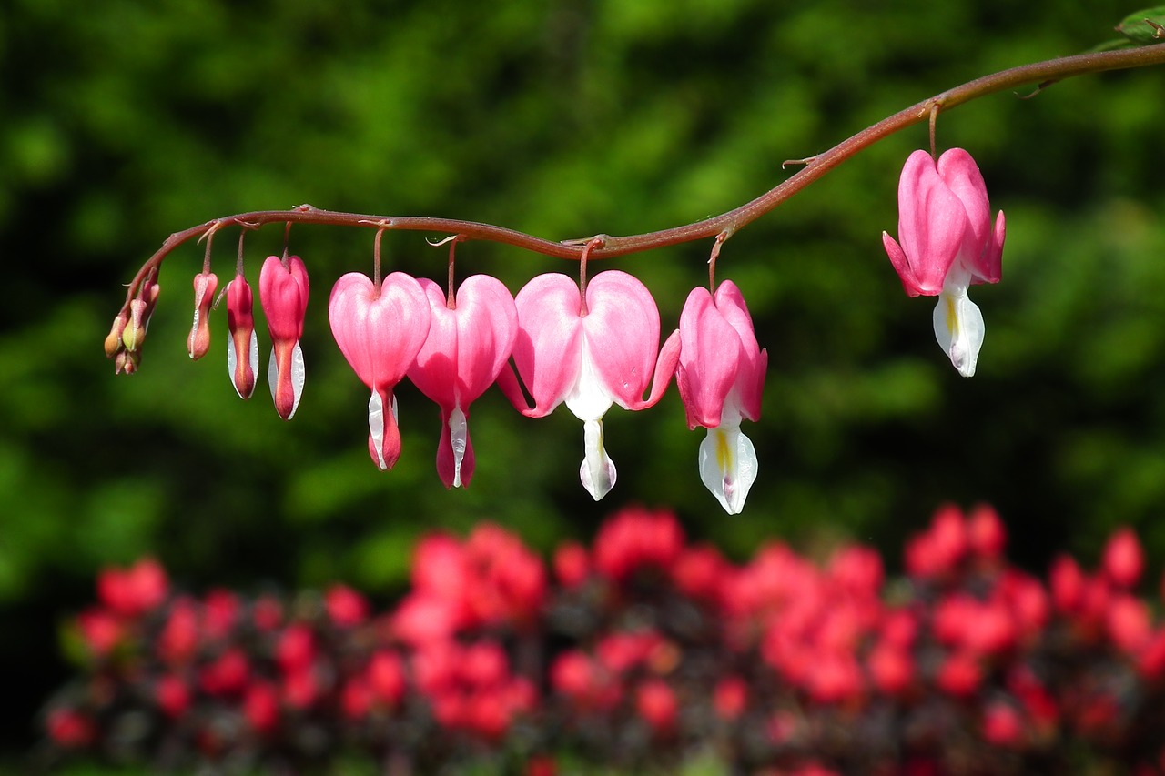 nature  flower  hearts free photo