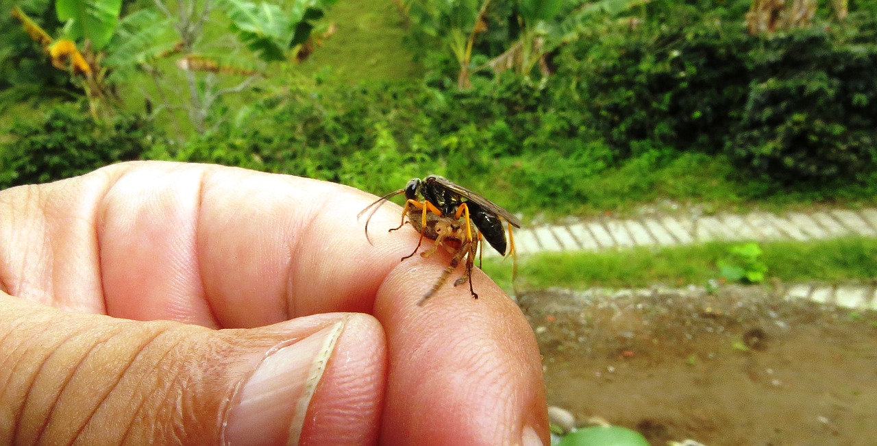 nature  insects  wasp free photo