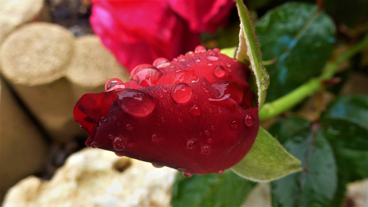 nature  pink  red free photo