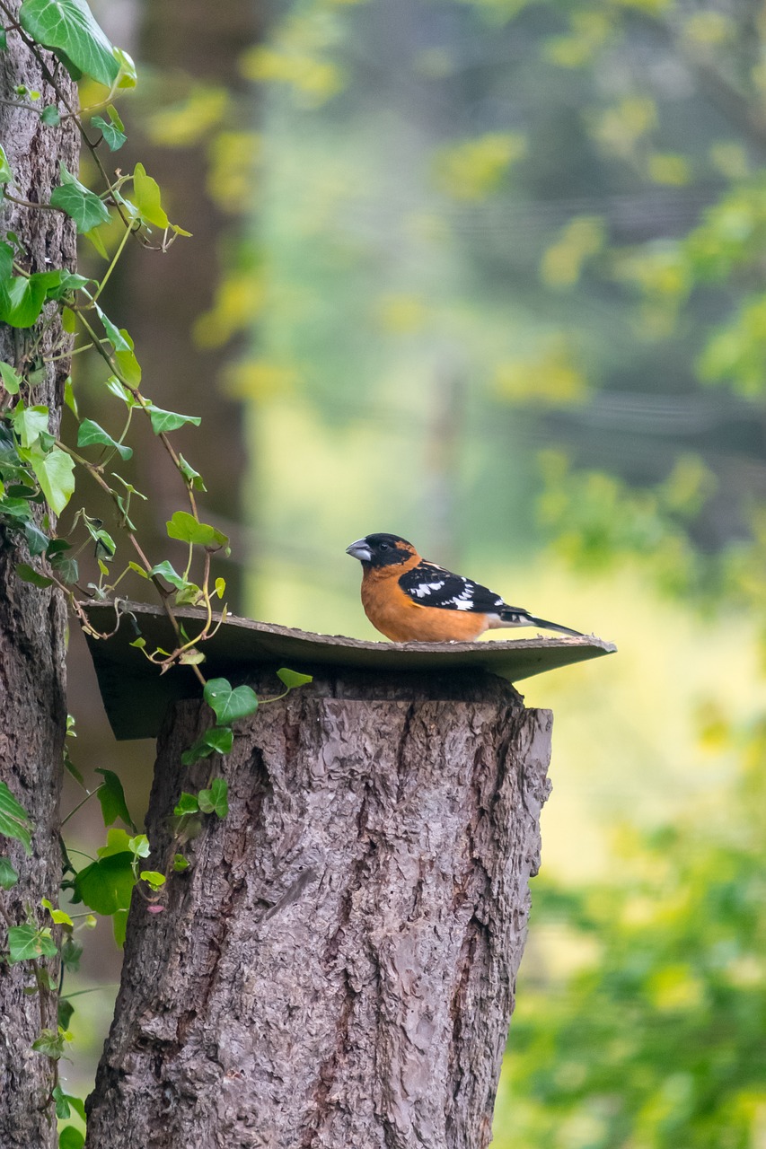 nature  bird  outdoors free photo