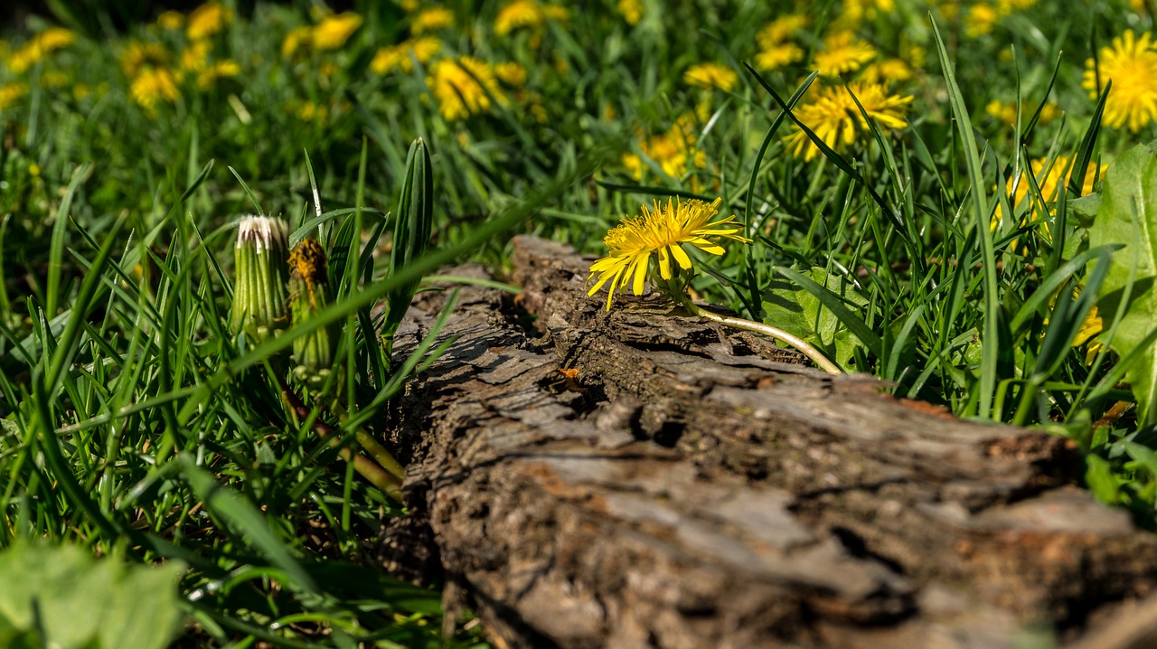 nature  grass  plant free photo