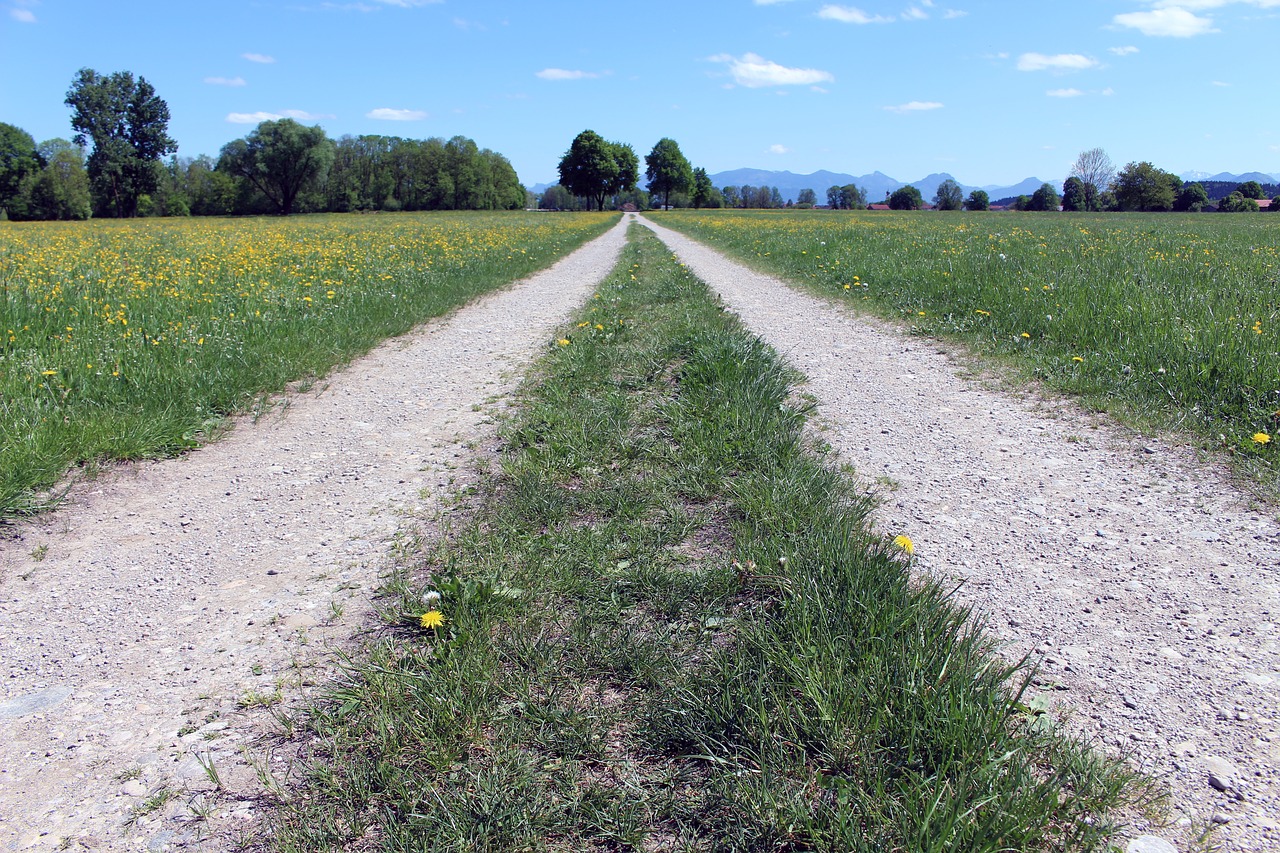 nature  grass  road free photo