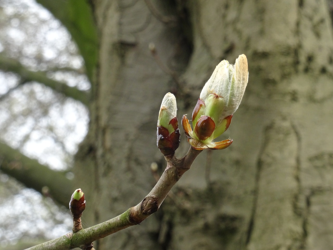 nature  tree  flower free photo