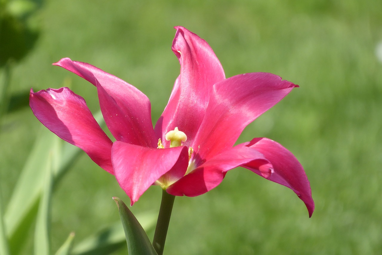 nature  flower  plant free photo