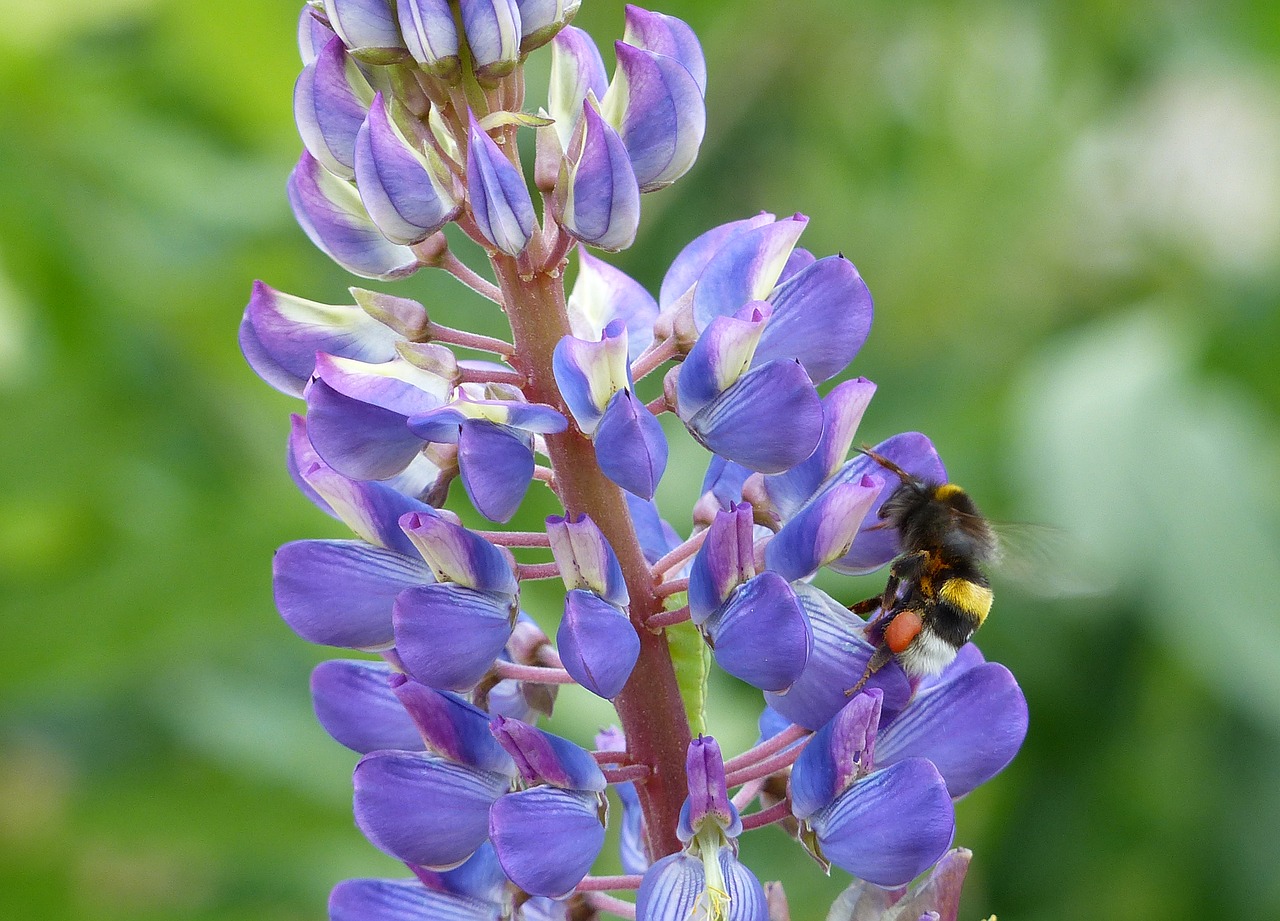 nature  flower  plant free photo