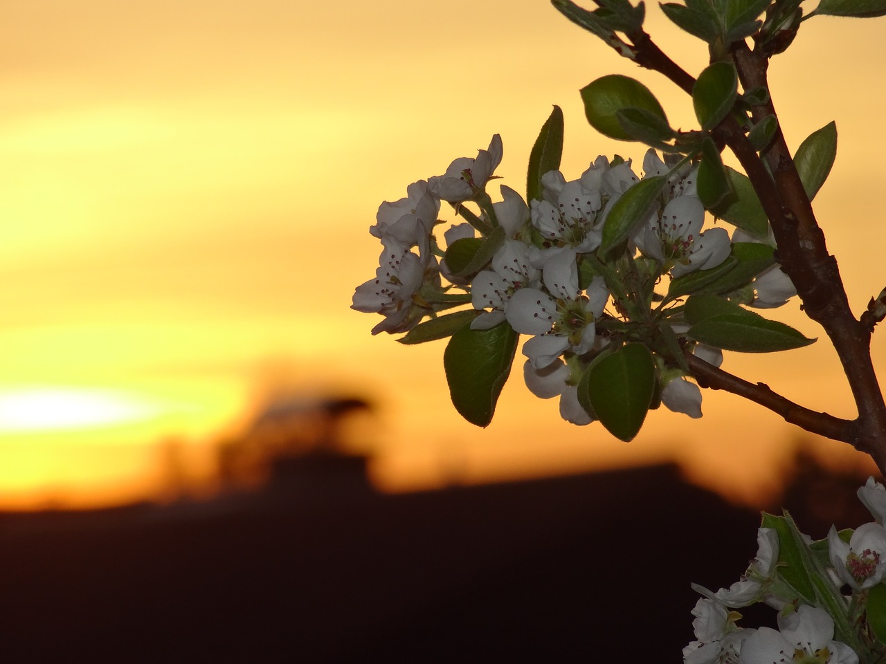 nature  tree  plant free photo