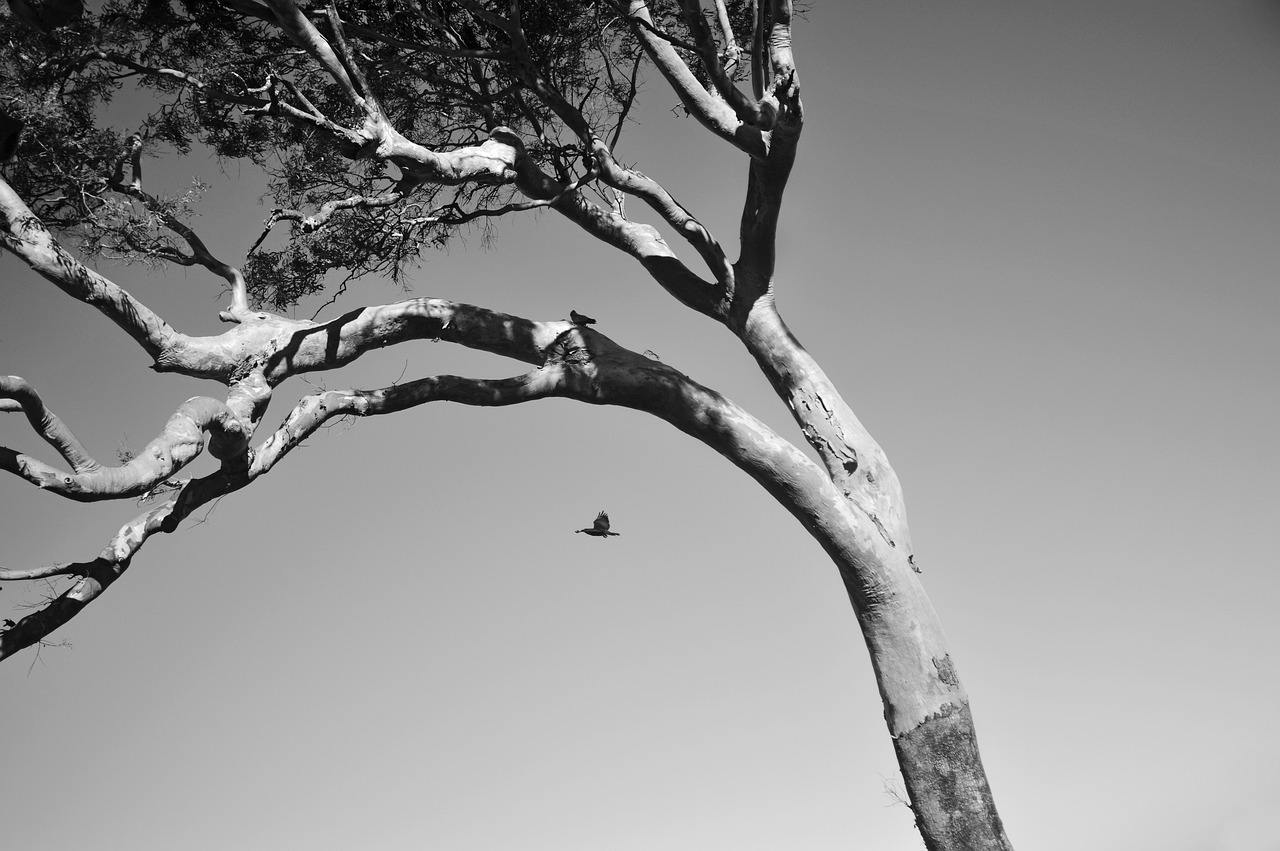 nature  tree  branch free photo