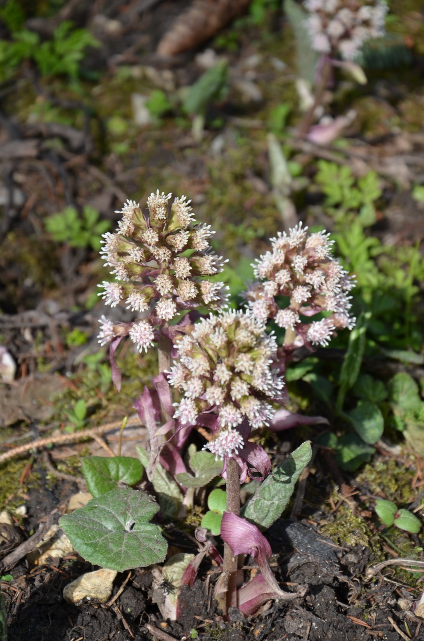 nature  plant  flower free photo