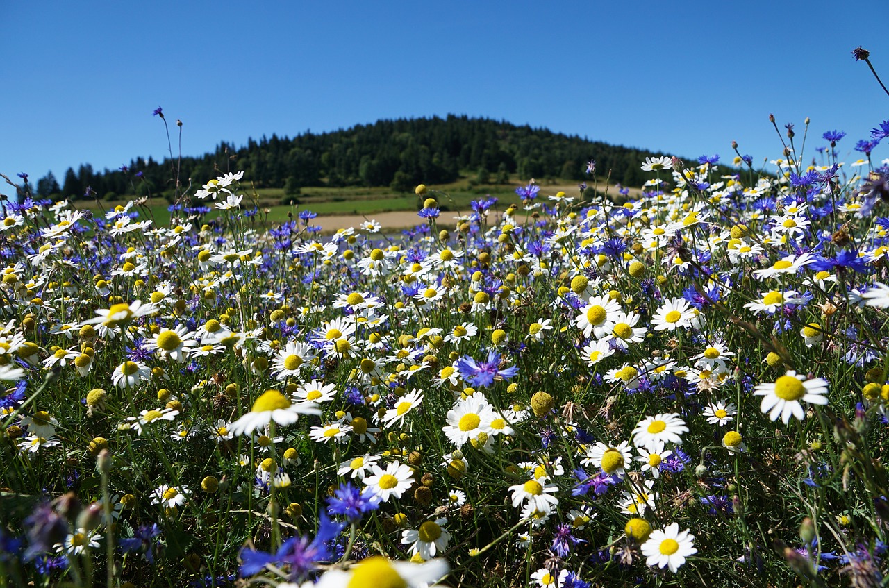 nature  flower  plant free photo