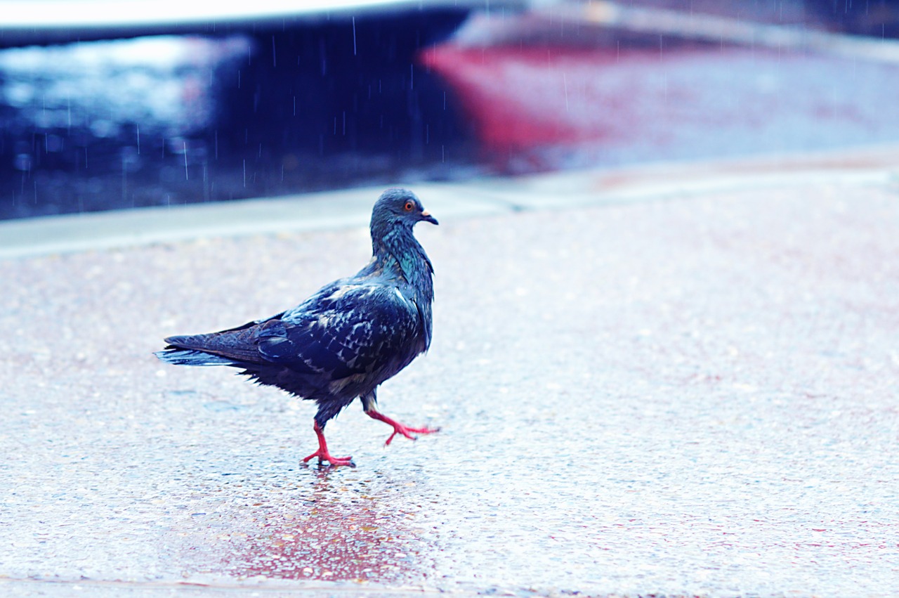 nature  bird  outdoors free photo