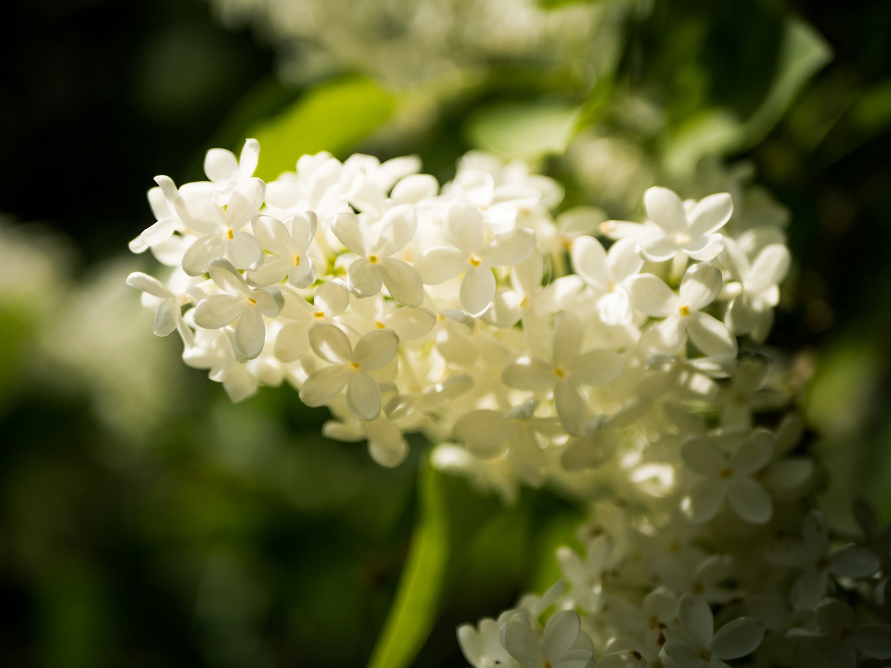 nature  flower  plant free photo