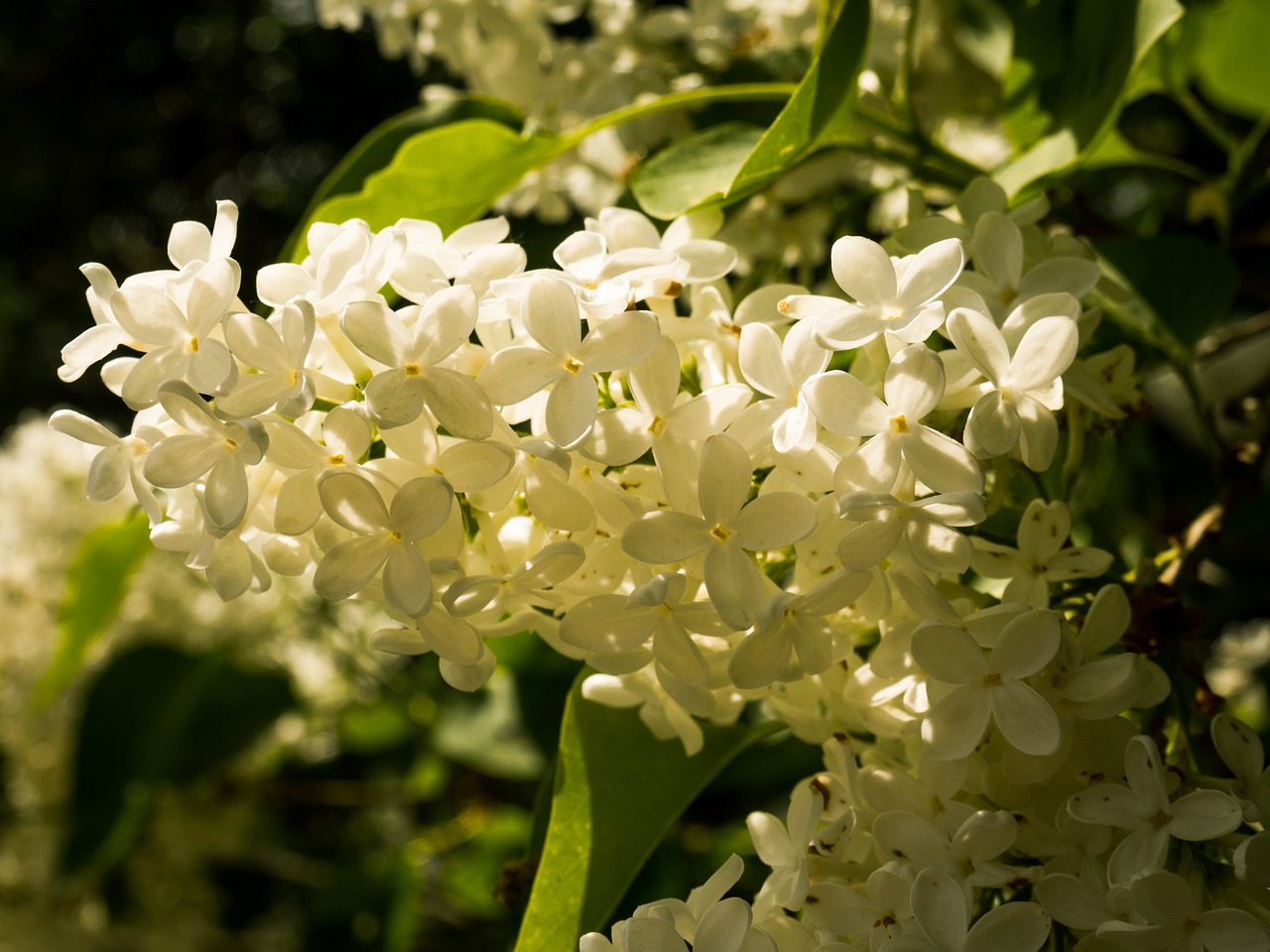 nature  flower  plant free photo